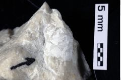 Foto (Detailansicht) von Tuberosagalathea neojurensis (Patrulius, 1959) (NHMW-GEO-1990-0041-0295)